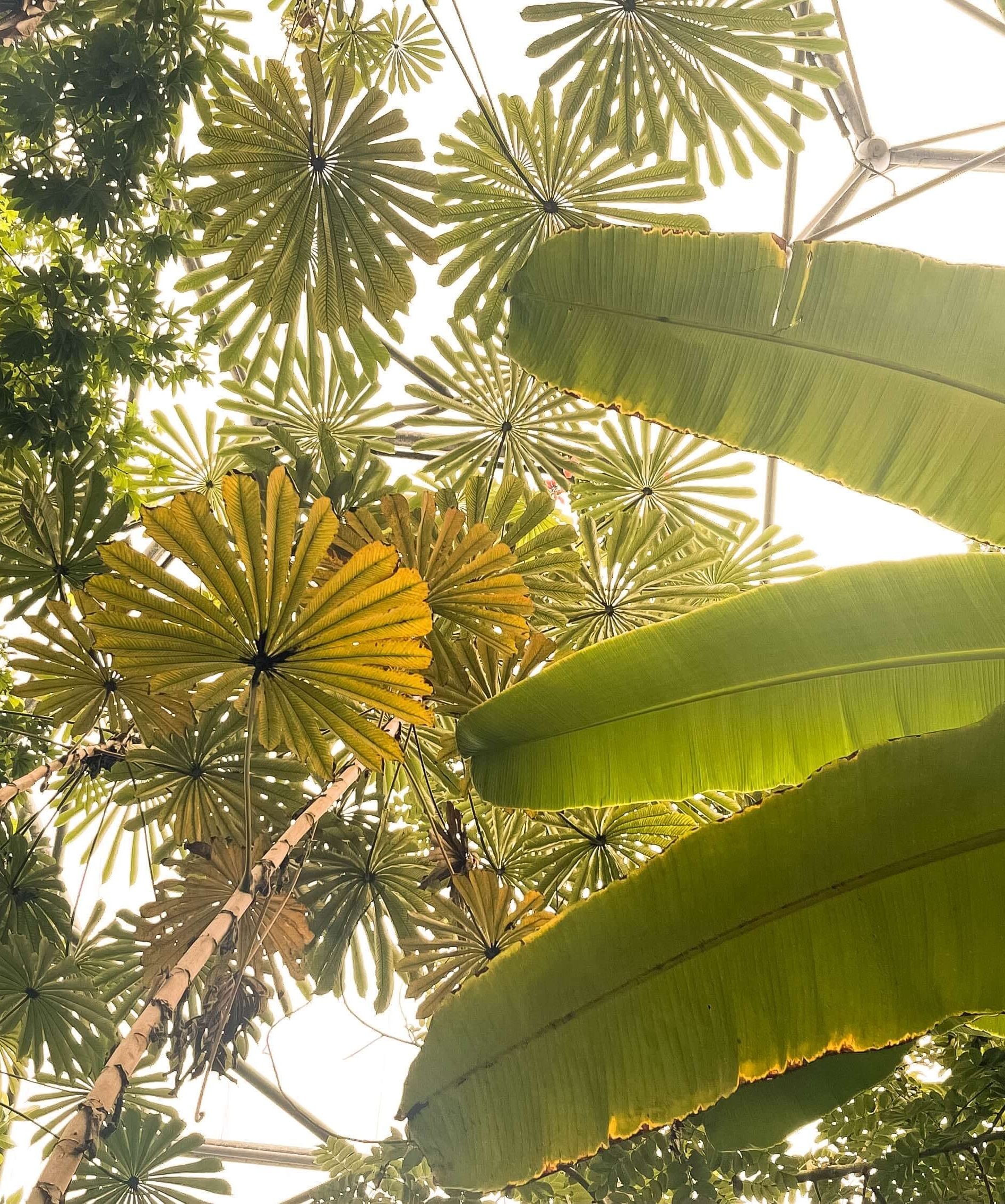 Leaves in Eden Project biome