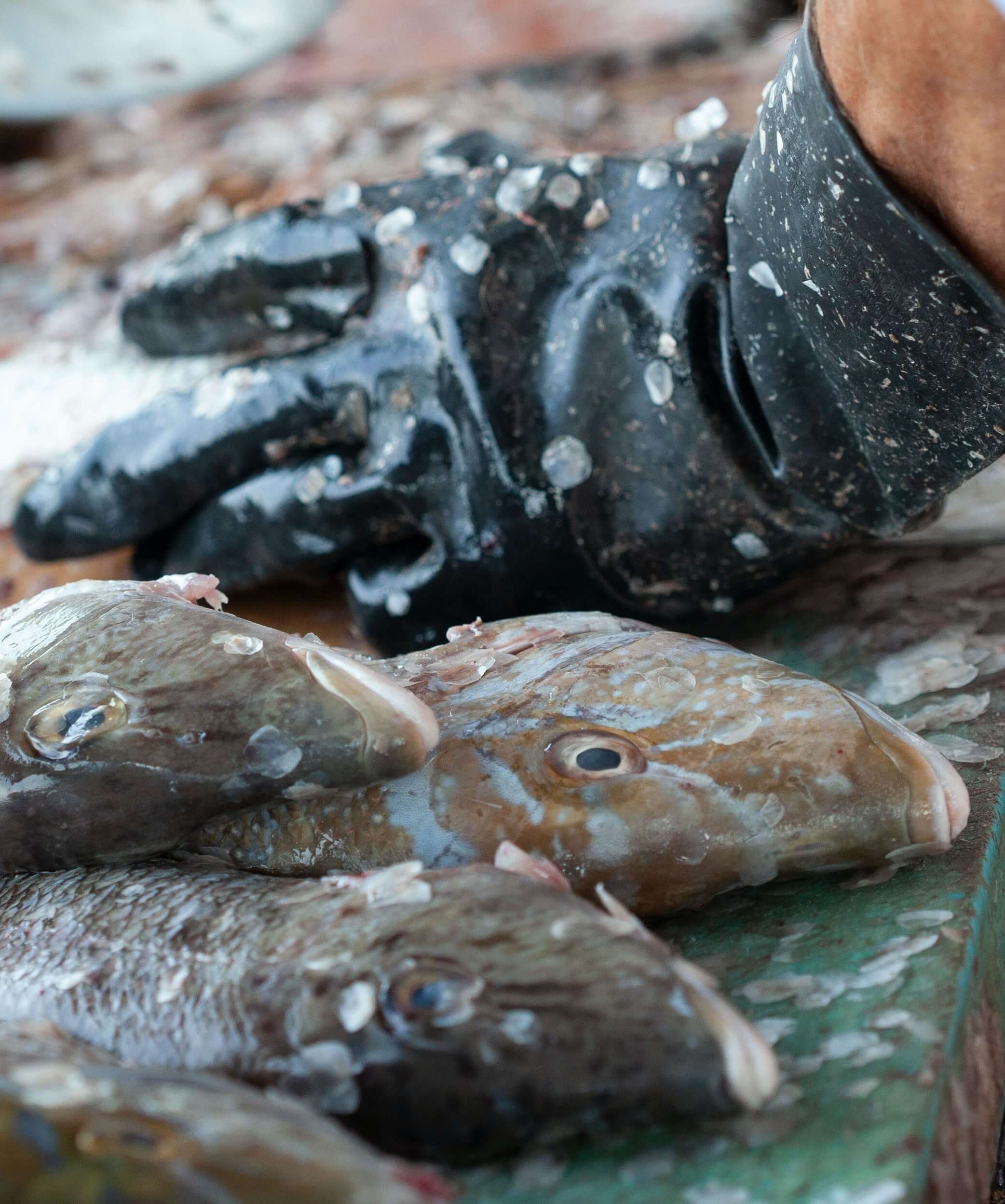 Fish on market stand
