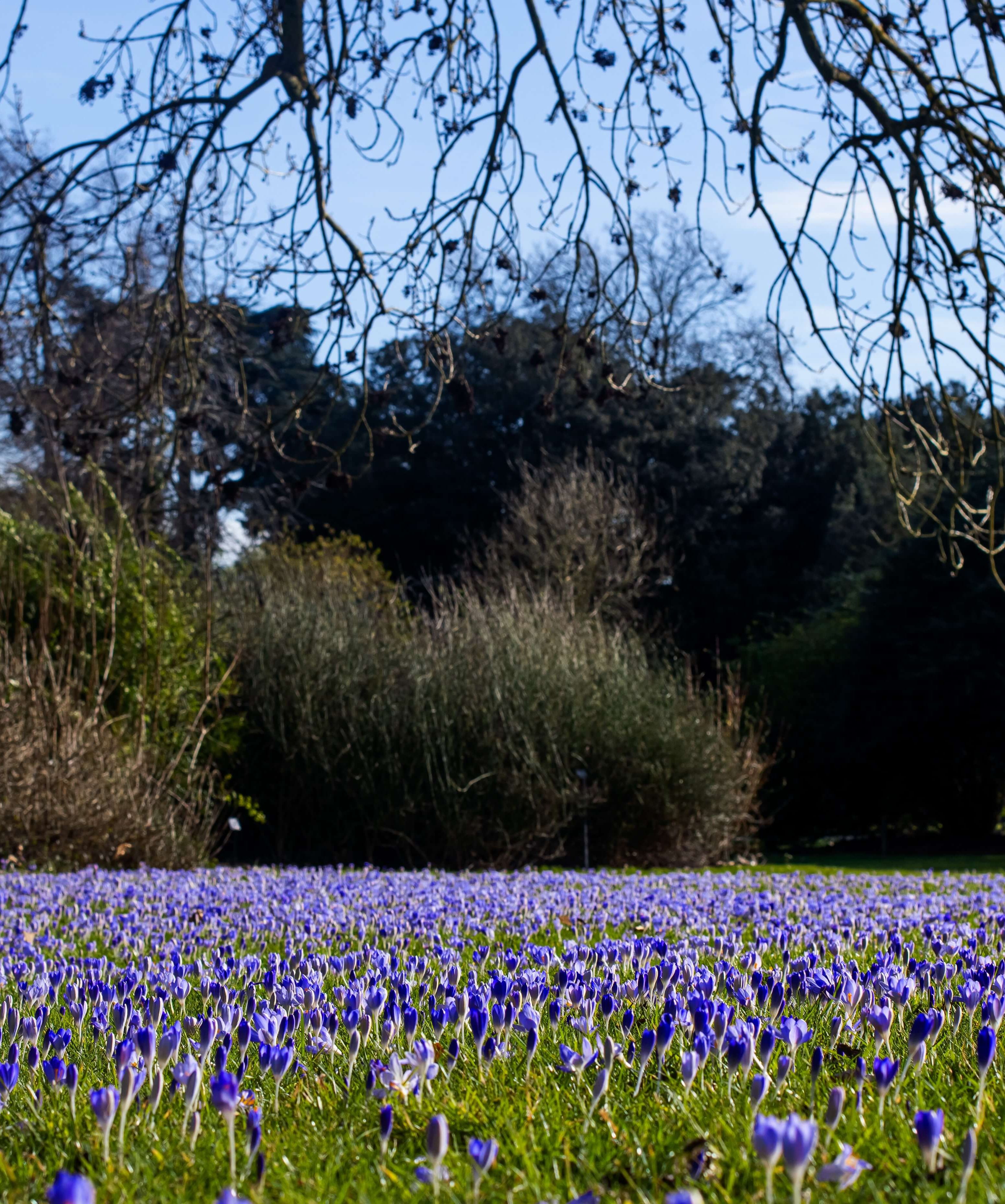 Field of bluebells