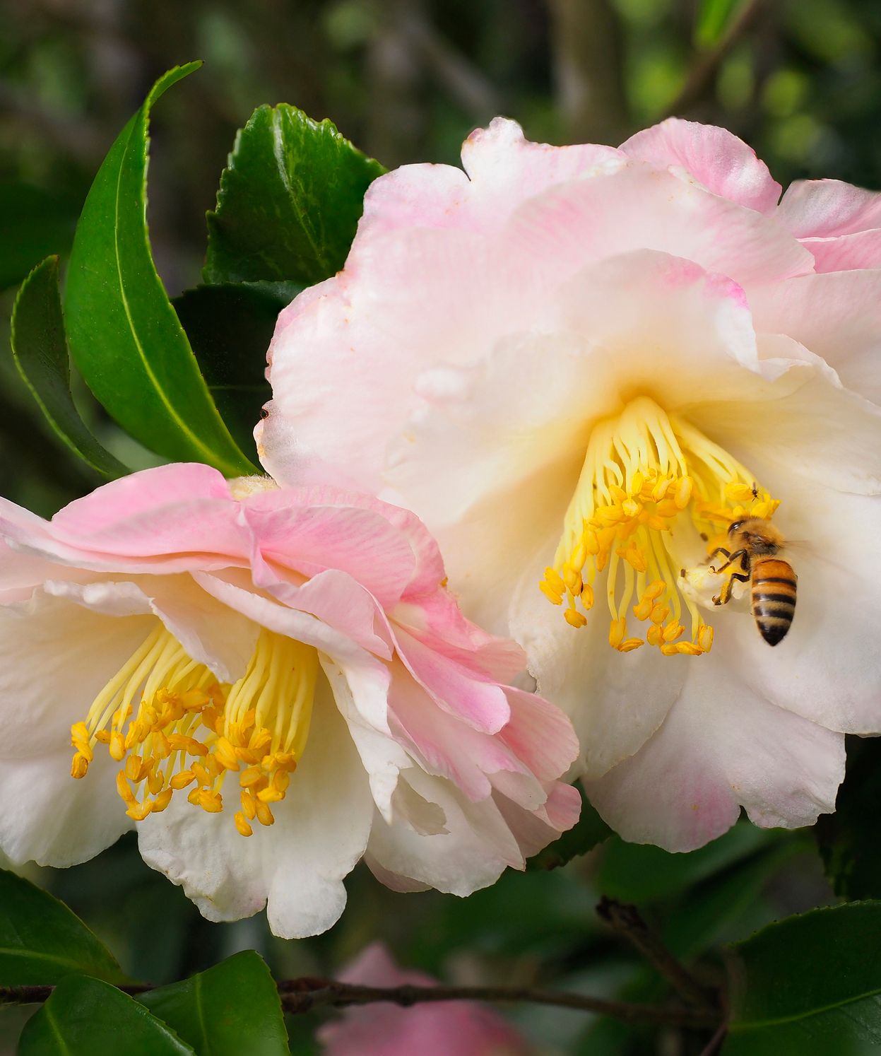 Pink flowers with bee