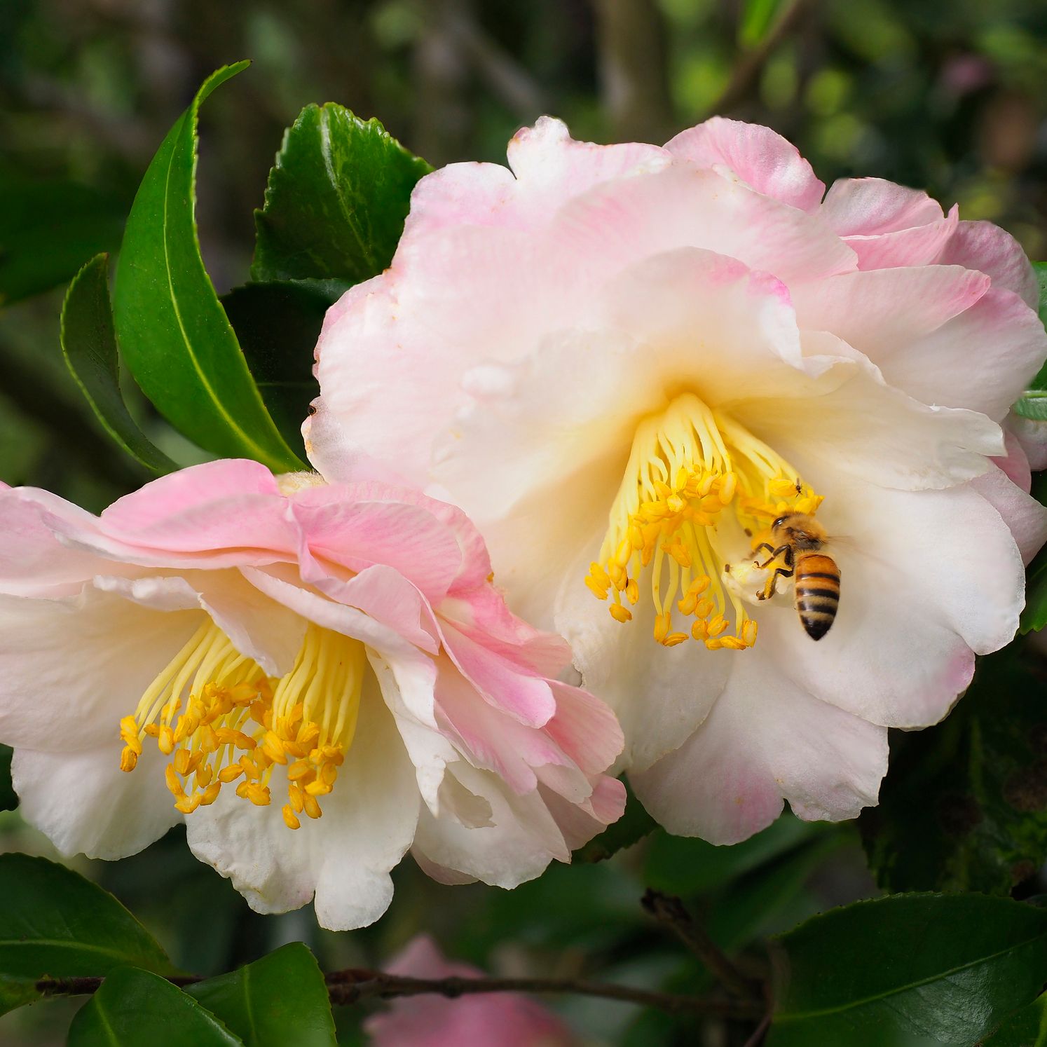 Pink flowers with bee