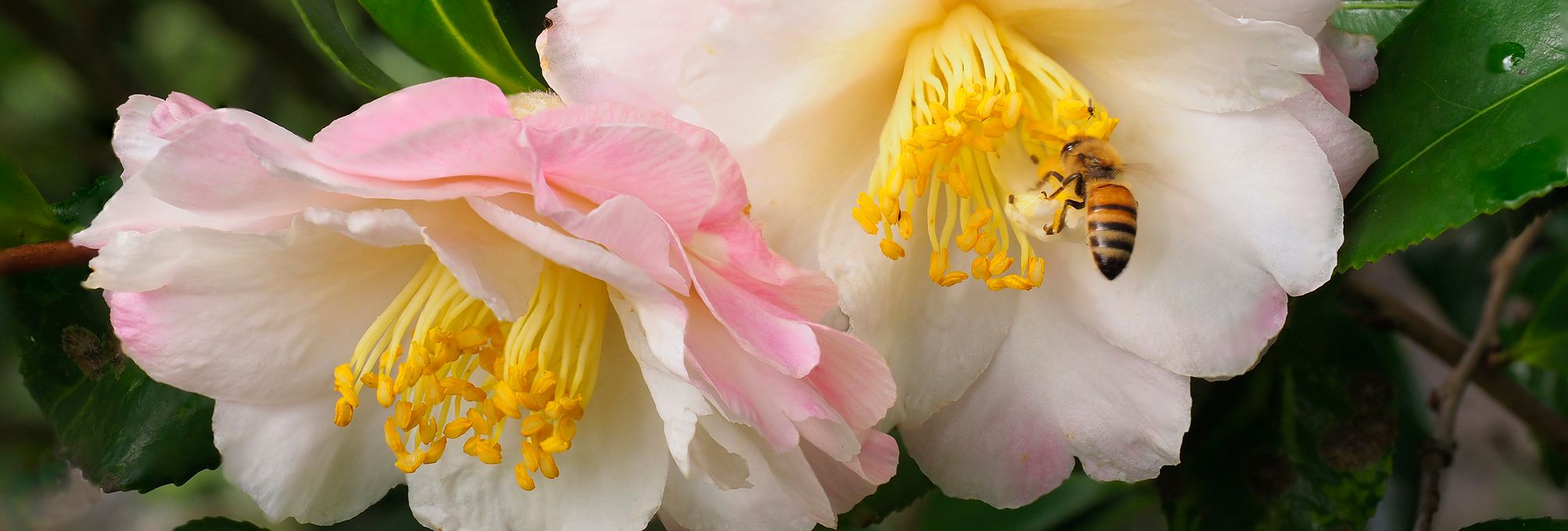 Pink flowers with bee