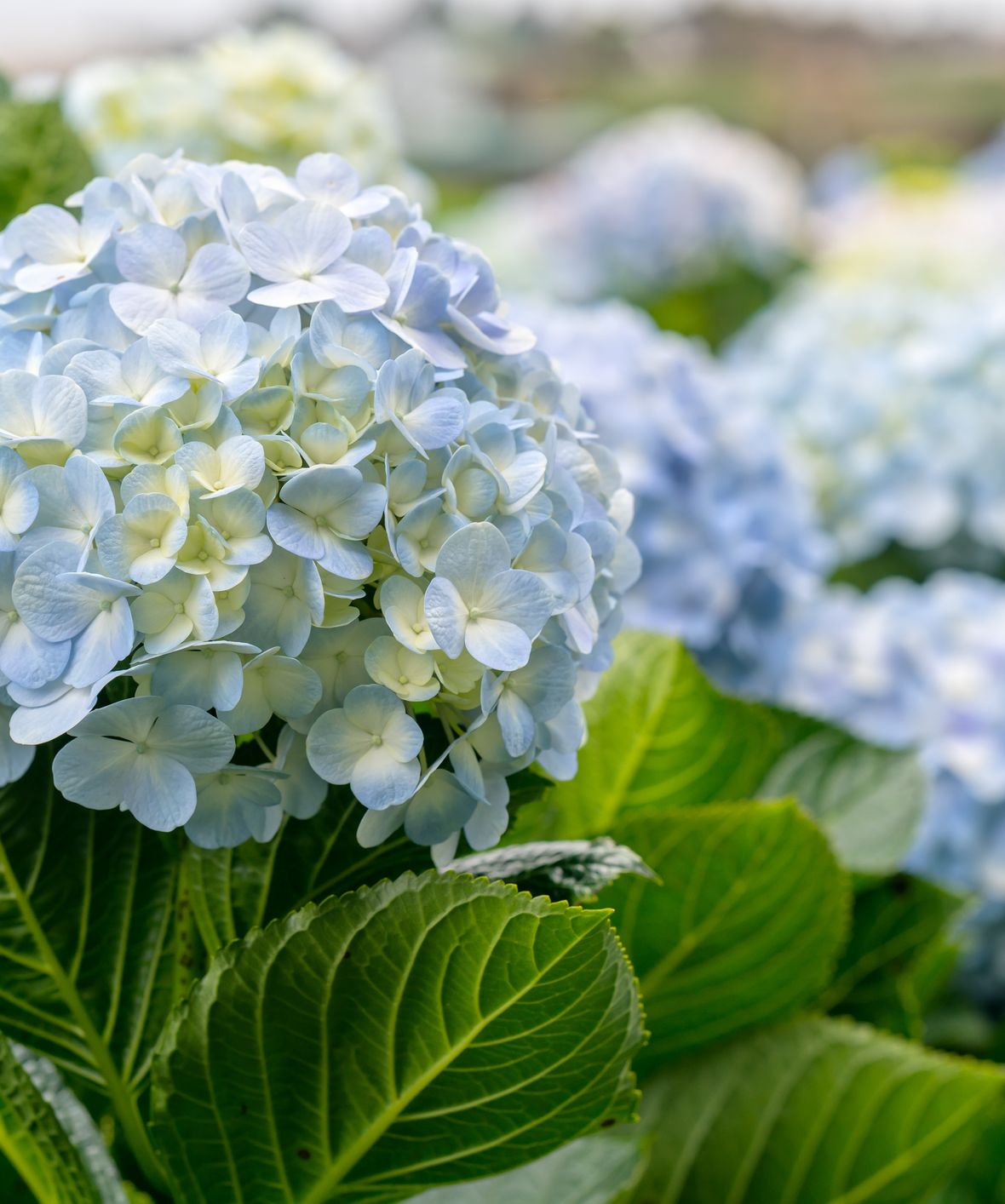 Blue hydrangeas