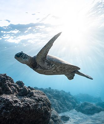 Turtle swimming in sea