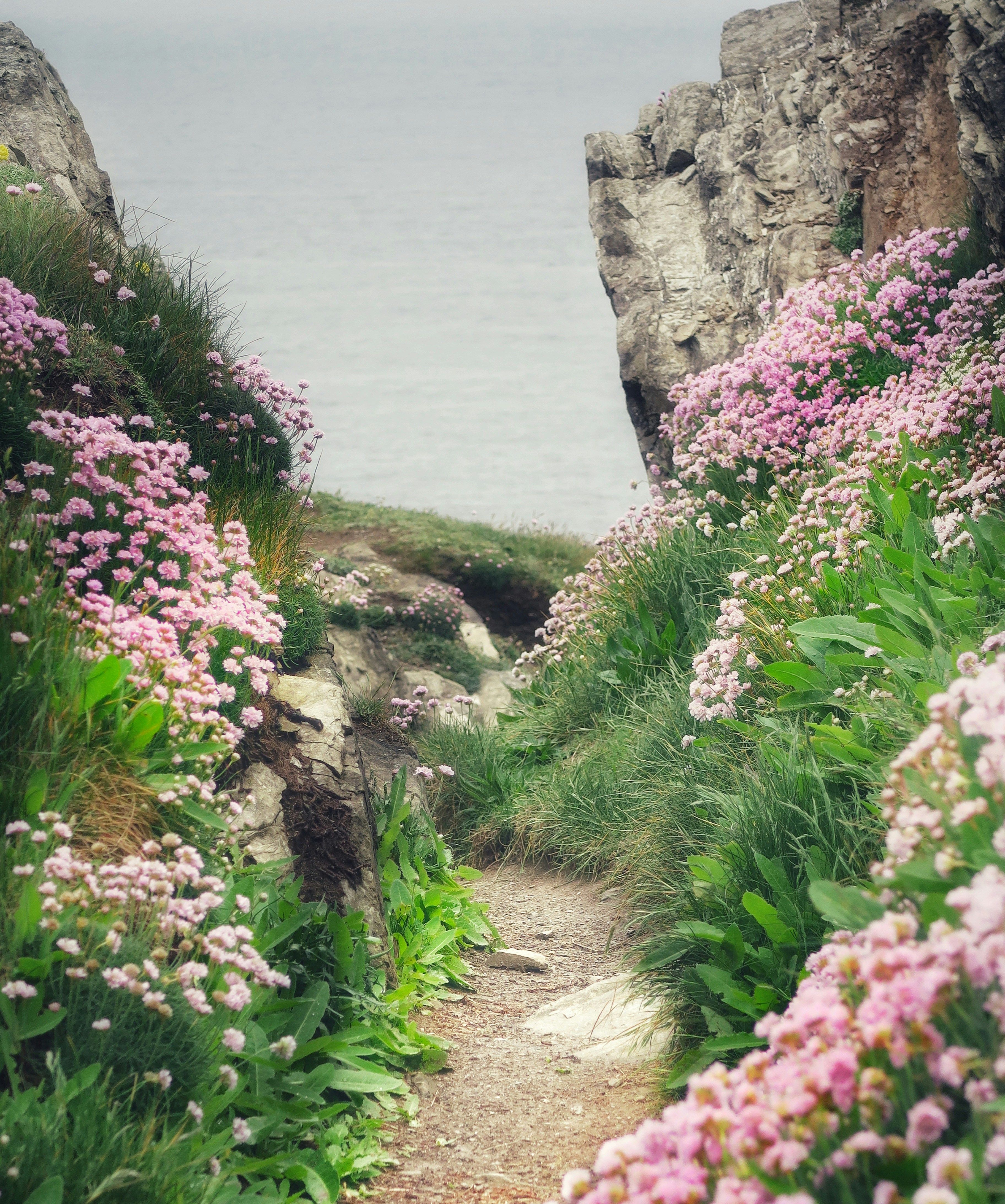 Path down to sea with pink wildflowers