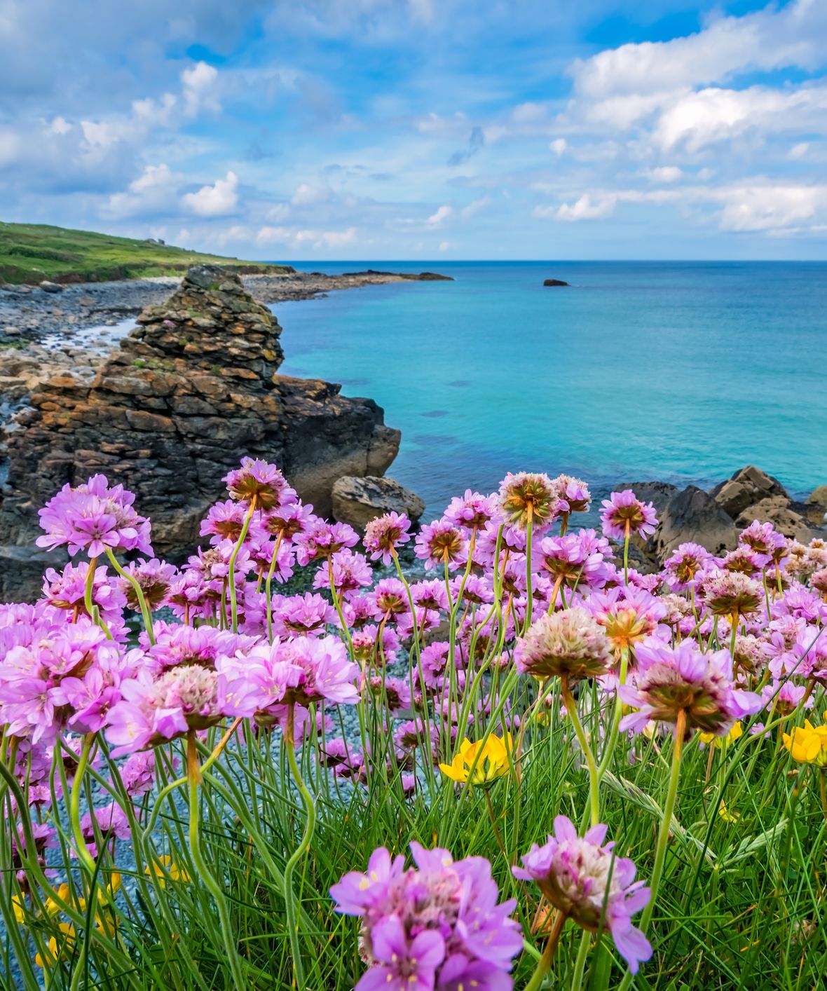 Wildflowers with sea in background